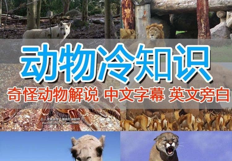 外面卖1699的国外纪录片解说（动物解说、美食、动画片）稳过中视频-网创社区
